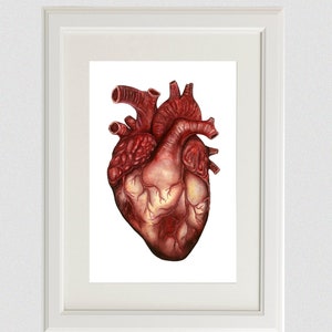 Human Heart Anatomy Print: Anatomical Poster, Watercolor Art, Unique Doctor Gift Artwork, Oddity Curiocity Creepy Goth image 1