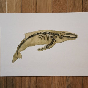 May include: A watercolor painting of a whale skeleton in shades of brown and black on a white background.