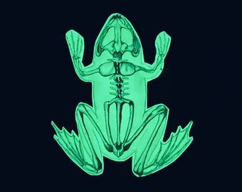 Glowing Frog Skeleton Fridge Magnet: Glowing in the Dark, Frog Anatomy, Cool Magnet