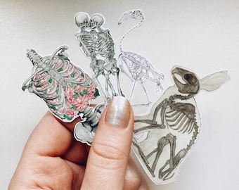 Watercolor Anatomy Sticker Set: Pack of 3, 5, 7 or 10 Anatomical Stickers