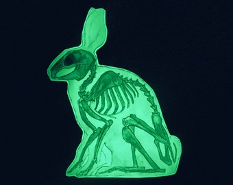 Glowing Rabbit Skeleton Fridge Magnet: Glowing in the Dark, Hare Anatomy, Cool Magnet