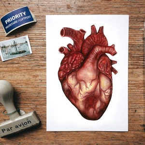 Anatomical Human Heart Postcard: Illustrated Anatomy Art, Unique Watercolor Medical Card Gift, Small Print image 1