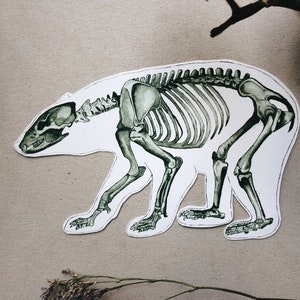 Bear Skeleton Sticker: White Bear Animal Anatomy, White or Transparent Vinyl image 1