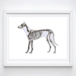 K&ouml;nnte beinhalten: Eine Schwarzwei&szlig;illustration eines Hundeskeletts. Der Hund steht auf allen vieren und hat den Kopf nach links gedreht. Das Skelett ist detailliert und zeigt alle Knochen des Hundek&ouml;rpers.