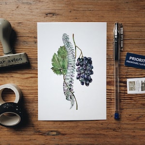 Wirbelsäule mit Traubenanatomie Postkarte: Menschliches Skelett, Botanische Illustrationskarte