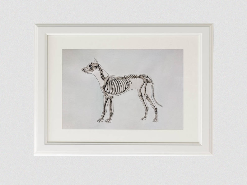 May include: A black and white anatomical illustration of a dog skeleton in a white frame.