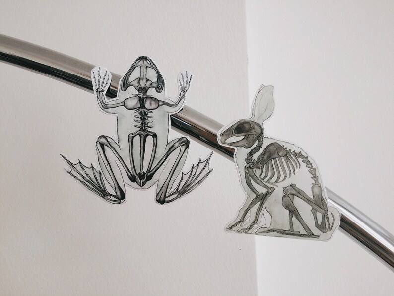 May include: A black and white illustration of a frog and a rabbit skeleton. The frog is sitting on a silver metal bar and the rabbit is hanging from the bar.