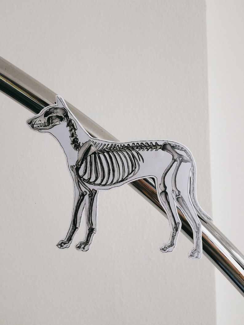 May include: A black and white illustration of a dog skeleton, printed on white paper and attached to a silver metal railing.
