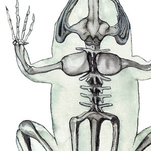 Frog Skeleton Watercolor Print | Green Anatomy Art, Veterinarian Gift image 3