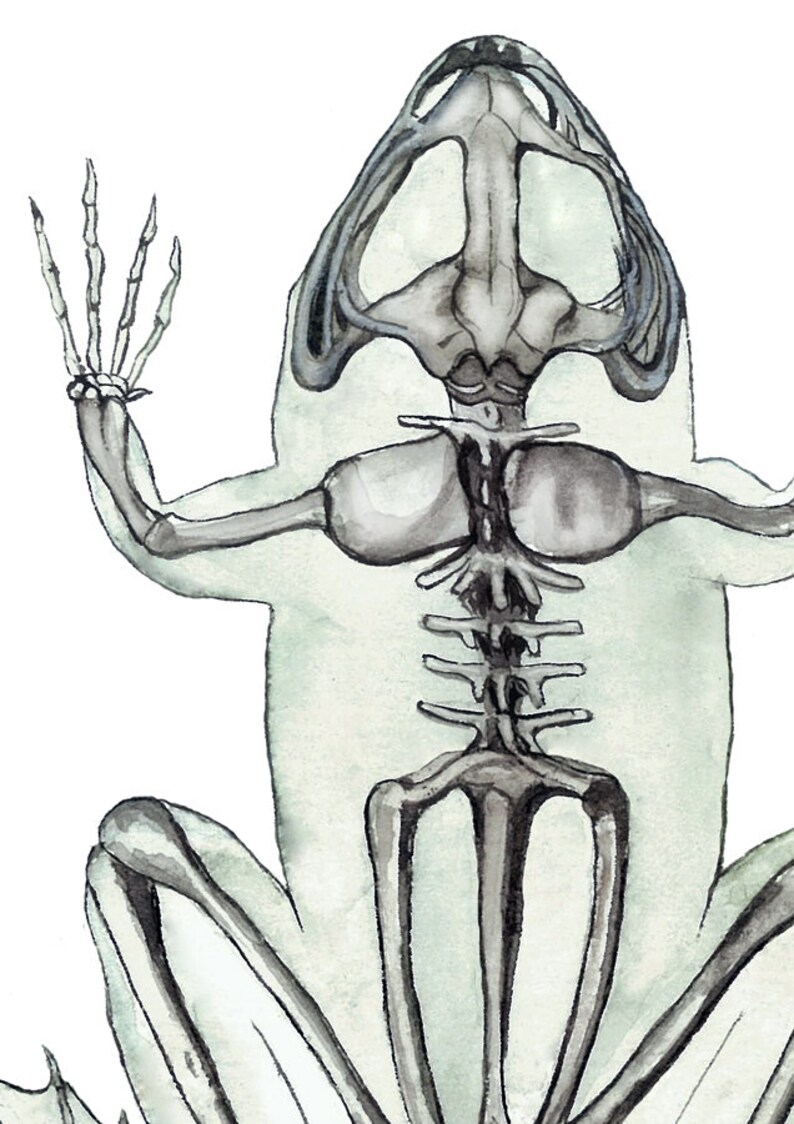 Frog Skeleton Watercolor Print | Green Anatomy Art, Veterinarian Gift image 3