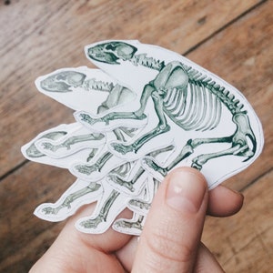 May include: A set of five paper cutouts of a skeleton of a small animal, possibly a rodent, walking. The cutouts are layered on top of each other to create a walking animation. The cutouts are printed on white paper with a green tint.