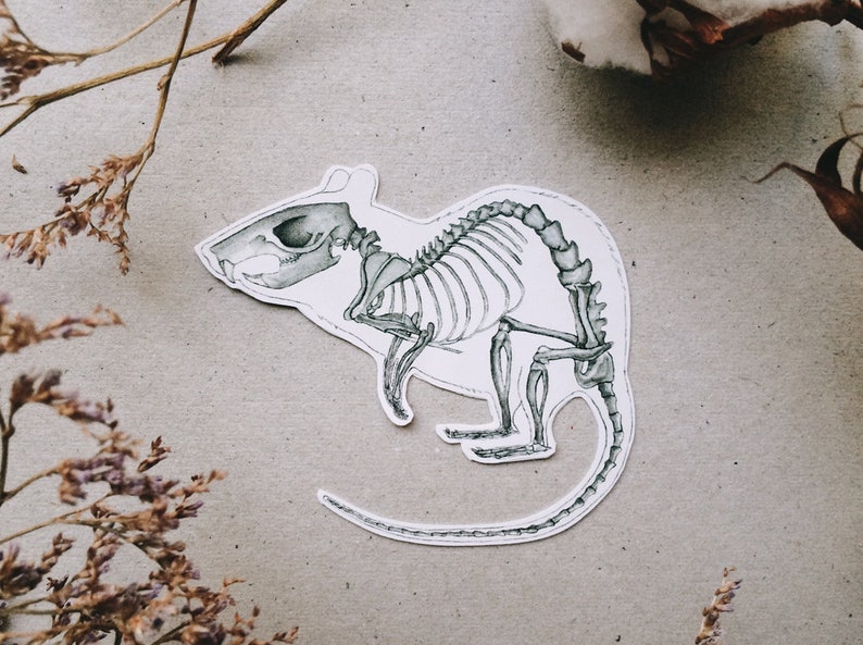 May include: A black and white illustration of a rat skeleton. The rat is shown in profile, with its tail curled around its body. The skeleton is detailed and accurate, showing all of the bones in the rat's body.