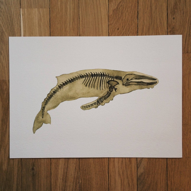 May include: A watercolor painting of a whale skeleton in shades of brown and black on a white background.