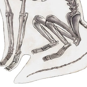 K&ouml;nnte beinhalten: Eine detaillierte Illustration eines Skeletts eines kleinen S&auml;ugetiers, m&ouml;glicherweise eines Affen, mit einem langen Schwanz. Die Knochen sind in schwarzer Tinte auf wei&szlig;em Hintergrund gezeichnet.