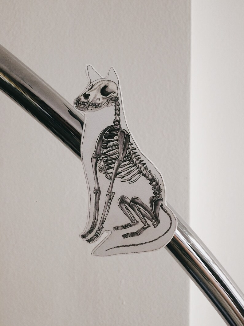 K&ouml;nnte beinhalten: Eine Schwarzwei&szlig;illustration eines Katzenskeletts, das auf einem silbernen Metallgel&auml;nder sitzt. Die Katze ist nach rechts gewandt und hat eine detaillierte Skelettstruktur.