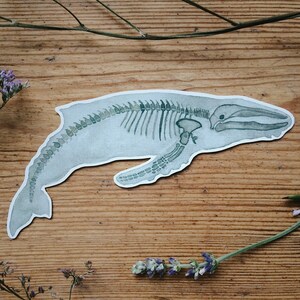 May include: A watercolour illustration of a whale skeleton on a wooden background. The whale is depicted in a light blue colour with a detailed skeletal structure in shades of green.