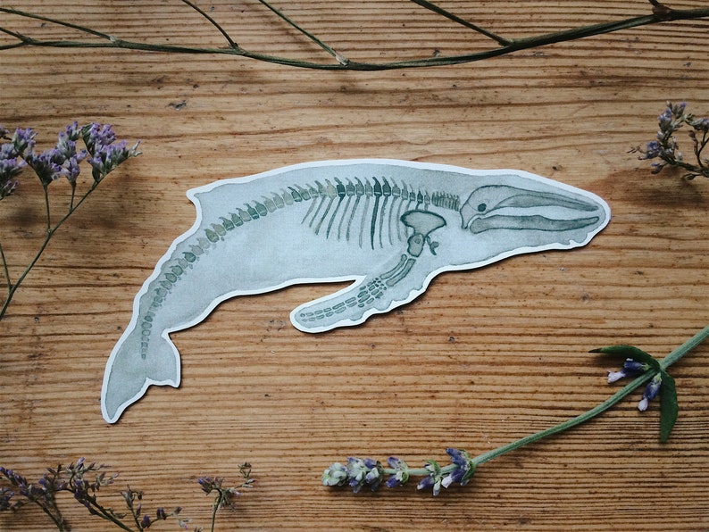 May include: A watercolour illustration of a whale skeleton on a wooden background. The whale is depicted in a light blue colour with a detailed skeletal structure in shades of green.