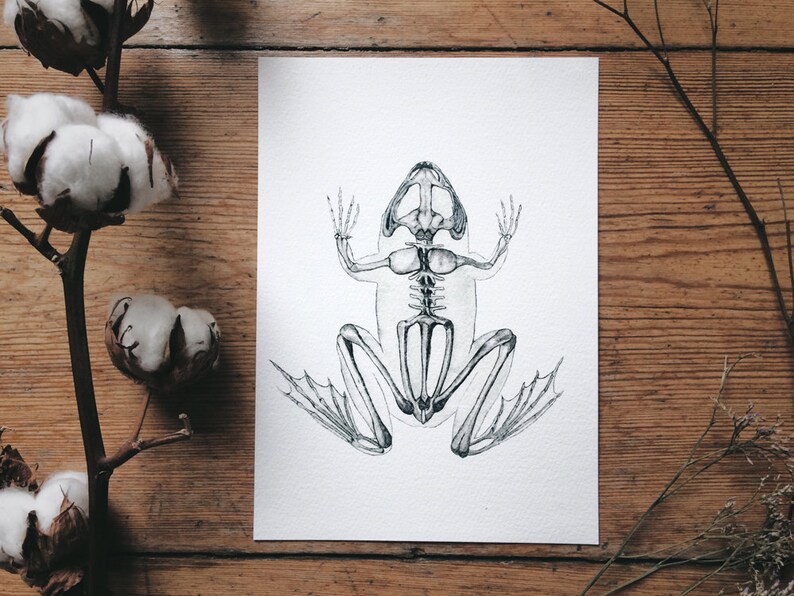 Frog Skeleton Watercolor Print | Green Anatomy Art, Veterinarian Gift image 4