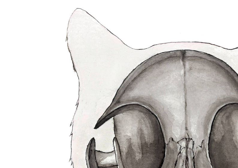 Cat Skull Print: Animal Skeleton, Anatomical Wall Art, Veterinarian Poster image 3