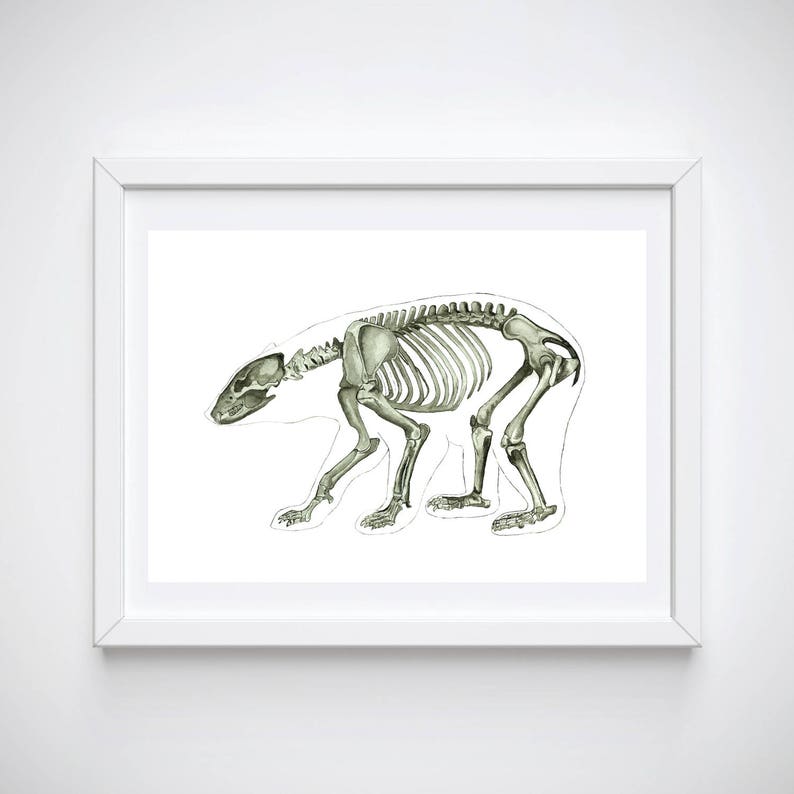 May include: A detailed illustration of a bear skeleton in a white frame. The skeleton is depicted in a walking pose, with its bones visible in a light gray color.