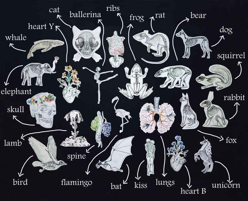 Ballerina Skeleton Sticker: Ballet Lover Gift, Dancer Anatomy White or Transparent Vinyl image 9