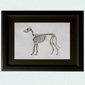May include: A black and white line drawing of a dog skeleton in a black frame.
