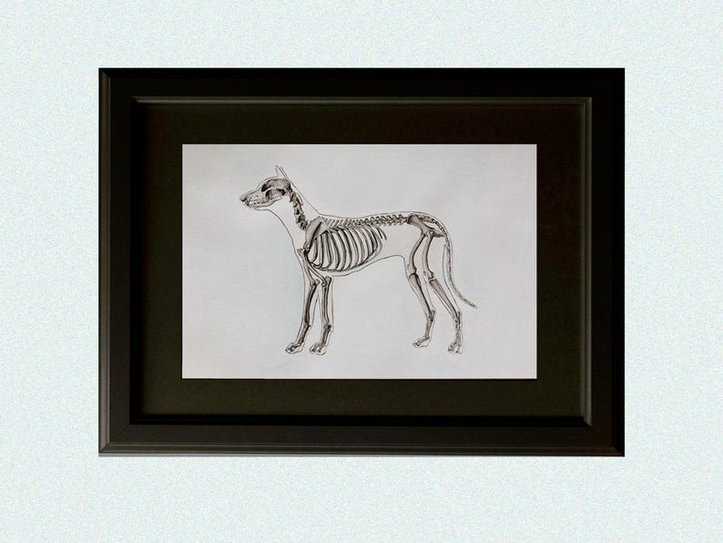 May include: A black and white line drawing of a dog skeleton in a black frame.