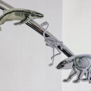 Mystery Anatomical Magnet Set: Anatomy Magic Grab Box, Surprise Animal Human Skeleton Unique Christmas Holiday Gift image 6