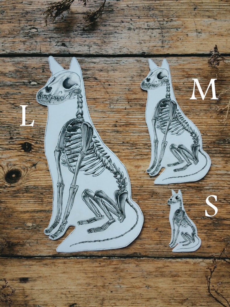 May include: Three black and white cat skeleton illustrations on a wooden background. The skeletons are in different sizes, labeled L, M, and S.