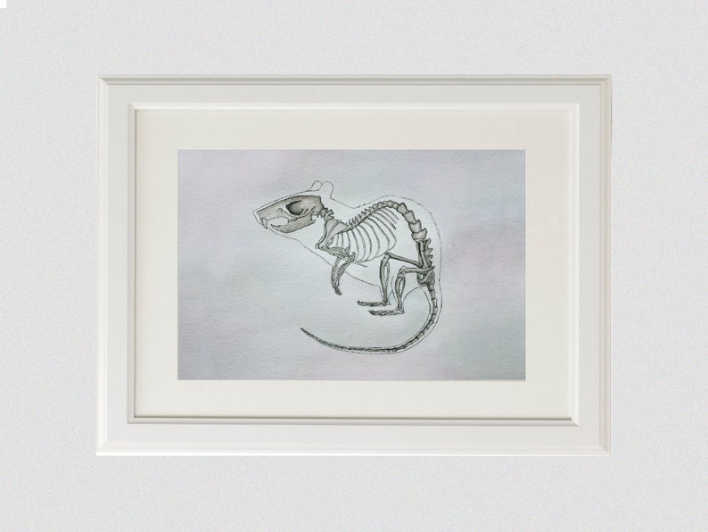 May include: A black and white illustration of a rat skeleton on a light purple background.