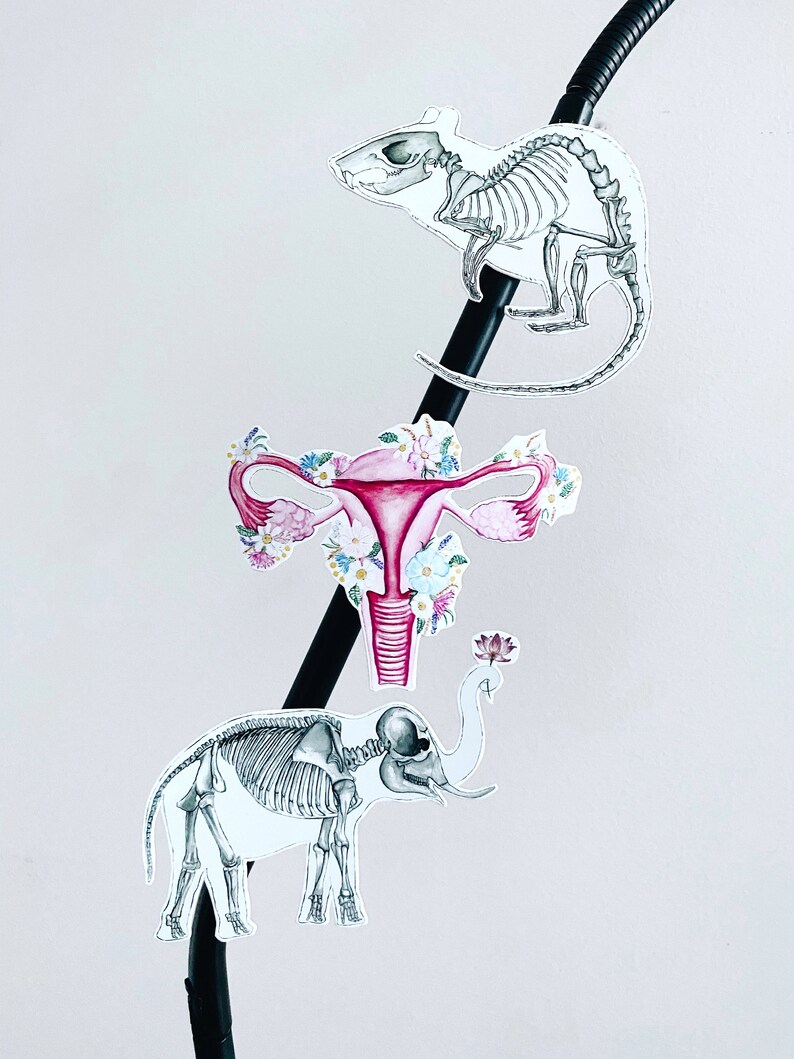 May include: Three anatomical illustrations on a black background. The top illustration is a rat skeleton, the middle illustration is a uterus with flowers, and the bottom illustration is an elephant skeleton.