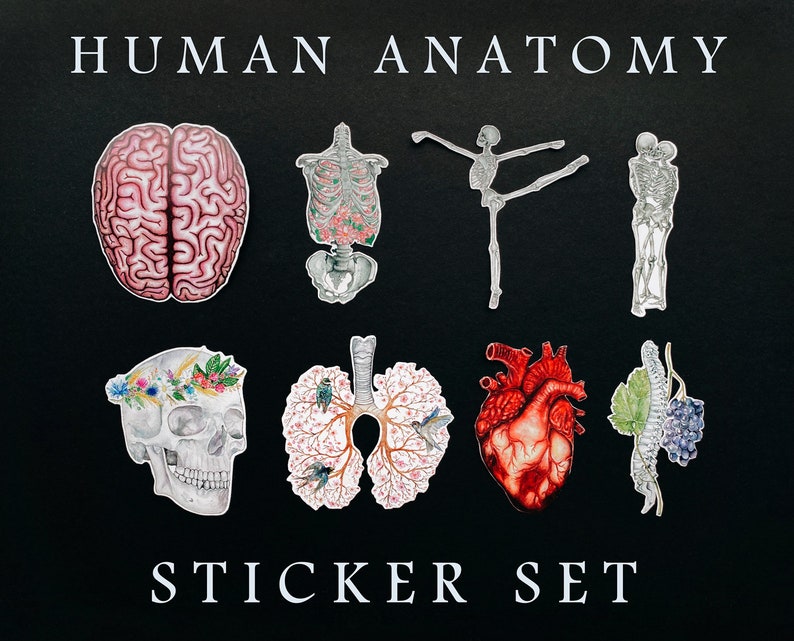 Human Anatomy Sticker Set Pack of 8 Stickers FREE GIFT Etsy