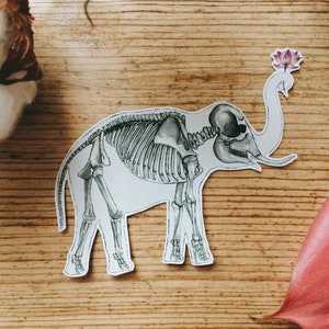 Elephant Skeleton Vinyl Sticker: Anatomie Kunst, Lotus bloem, Planner Sticker Wit of Transparant Vinyl