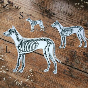 May include: Three dog skeleton cutouts in sizes S, M, and L are arranged on a wooden surface. The dog skeletons are white with black detailing, showcasing the skeletal structure. Dried flowers and the letters S, M, and L are also visible.