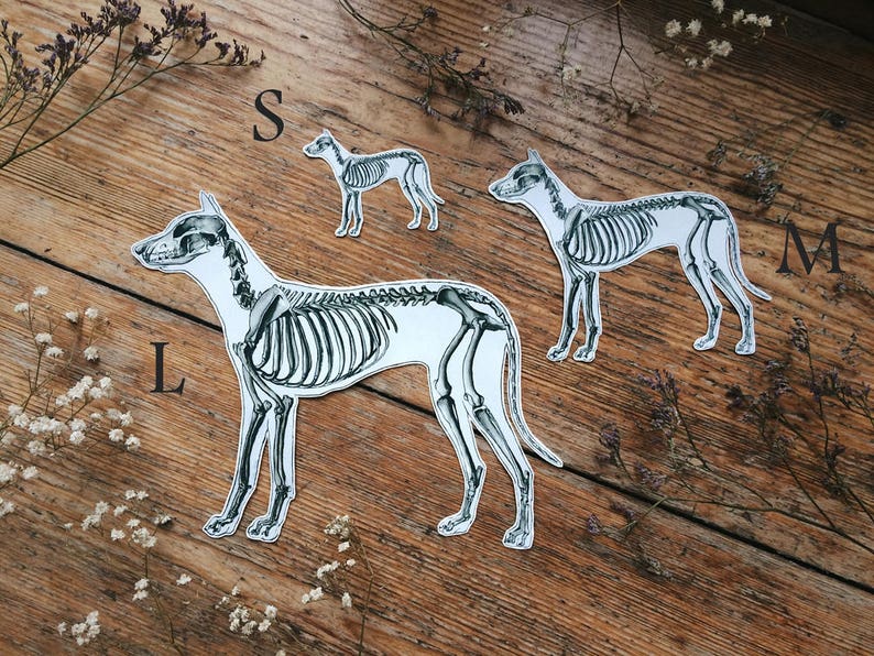May include: Three dog skeleton cutouts in sizes S, M, and L are arranged on a wooden surface. The dog skeletons are white with black detailing, showcasing the skeletal structure. Dried flowers and the letters S, M, and L are also visible.
