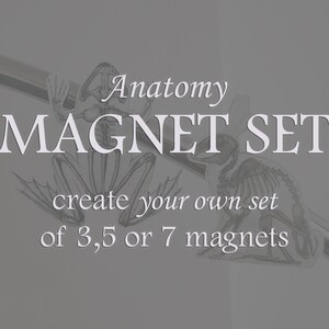 May include: Anatomy Magnet Set, create your own set of 3, 5 or 7 magnets. The image shows a set of anatomical frog magnets.