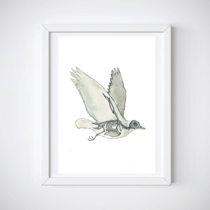 K&ouml;nnte beinhalten: Ein Aquarellbild eines Vogels im Flug, bei dem das Skelett sichtbar ist. Der Vogel ist in Graut&ouml;nen und Wei&szlig; vor einem wei&szlig;en Hintergrund dargestellt.