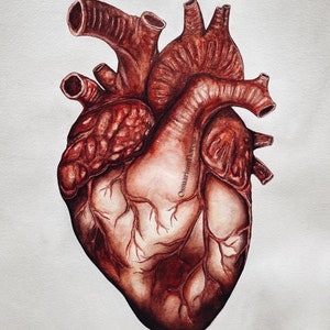 May include: A detailed watercolor illustration of a human heart, rendered in shades of brown and red. The artwork showcases the intricate anatomy of the heart, including the major vessels and chambers, against a plain white background. The artist's signature is visible.