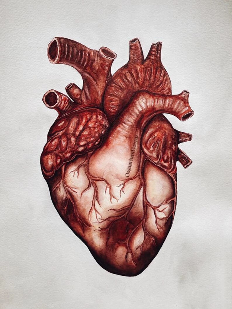 May include: A detailed watercolor illustration of a human heart, rendered in shades of brown and red. The artwork showcases the intricate anatomy of the heart, including the major vessels and chambers, against a plain white background. The artist's signature is visible.