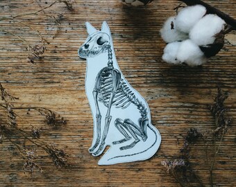 Op de afbeelding: Een zwart-witte illustratie van een katten skelet dat op een houten oppervlak zit. De kat kijkt naar rechts en heeft een lange staart.