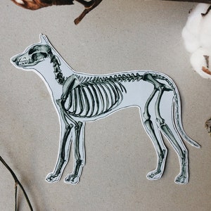 Hundeskelett Aufkleber: Tierarzt Haustier Geschenk, Tieranatomie Aufkleber - Weiß und Transparent Vinyl