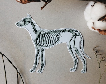 Dog Skeleton Sticker: Veterinarian Pet Gift, Animal Anatomy Decal - White and Transparent Vinyl