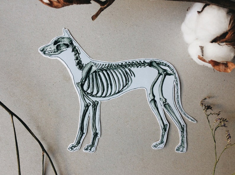 May include: A grayscale illustration of a dog skeleton, cut out and placed on a neutral background. The skeletal structure is detailed, showing the skull, spine, ribs, and leg bones. The image has a scientific or educational theme.