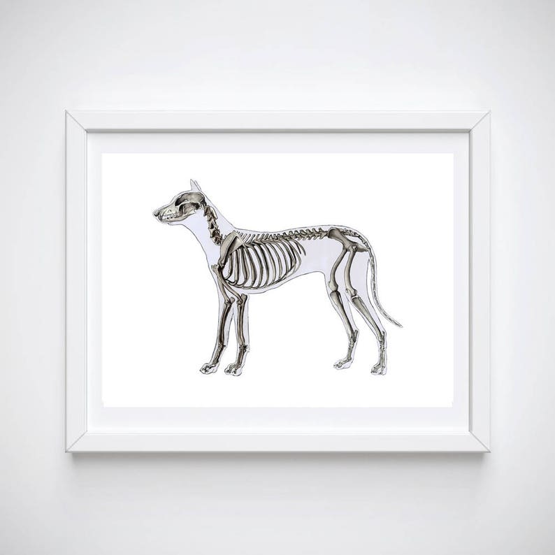 K&ouml;nnte beinhalten: Eine Schwarzwei&szlig;illustration eines Hundeskeletts. Der Hund steht auf allen vieren und hat den Kopf nach links gedreht. Das Skelett ist detailliert und zeigt alle Knochen des Hundek&ouml;rpers.