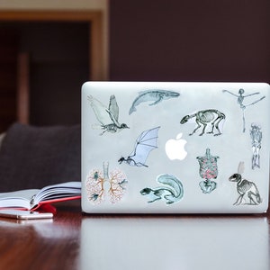 May include: A silver laptop with various stickers depicting anatomical drawings of animals, including a whale, bat, squirrel, and rabbit. The stickers are in black and white with some subtle color accents.