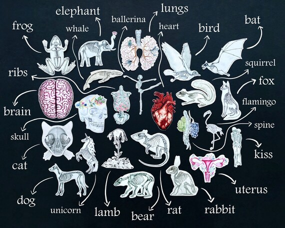 reusable Anatomy Sticker Package 