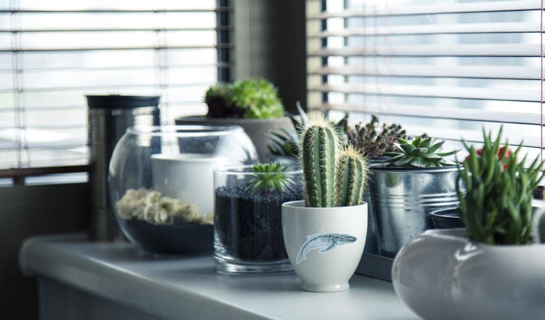 Pode incluir: Uma cole&ccedil;&atilde;o de plantas em vasos em um peitoril de janela, incluindo suculentas, cactos e um pequeno aqu&aacute;rio com cascalho preto. As plantas est&atilde;o em v&aacute;rios vasos, incluindo um vaso de cer&acirc;mica branca com um desenho de baleia.