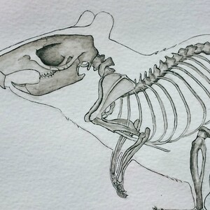 May include: A detailed black and white drawing of a rat skeleton. The skull is visible and the ribs and spine are clearly defined.