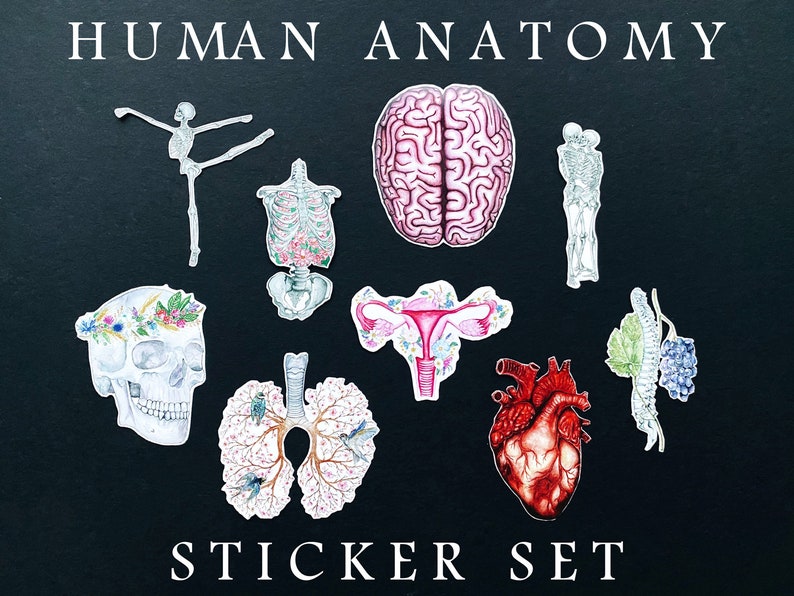 Human Anatomy Sticker Set Pack of 10 Stickers FREE GIFT Etsy