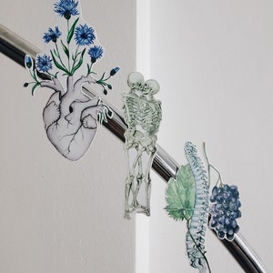 Op de afbeelding: Vier anatomische illustraties, waaronder een hart met blauwe bloemen die eruit groeien, een skeletpaar dat elkaar vasthoudt, een wervelkolom met een groen blad en een tros druiven.